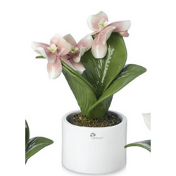 0905H pianta natura orchidea-glialberelli-emmanueleregali