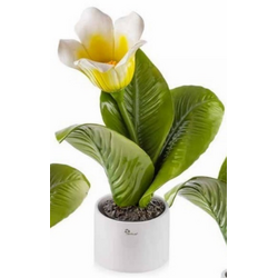 0906CM Pianta natura media fiore giallo-glialberelli-emmanueleregali