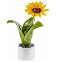 0906G Pianta girasole-glialberelli-emmaueleregali