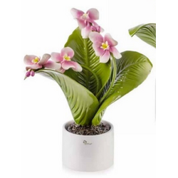 0906H Pianta natura media orchidea-glialberelli-emmanueleregali