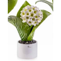 0906R Pianta natura media ortensia-glialberelli-emmanueleregali