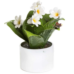 0909Cm-Pianta natura bianco e giallo-glialbrelli-emmanueleregali