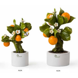 Alberelli Allegri arancia-Gli alberelli-emmanueleregali