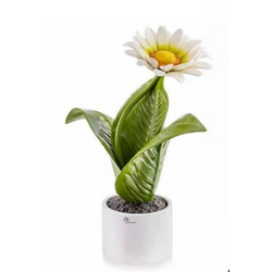 0906GE Pianta natura gerbera-glialberelli-emmanueleregali