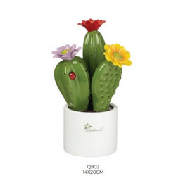 Q902 Pianta grassa tripla-glialberelli-bombonieraperfetta-emmanueleregali