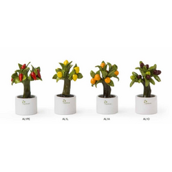 Alberello Allegro-Gli Alberelli-Emmanueleregali