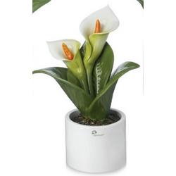 0905C Pianta natura calla-glialberelli-emmanueleregali