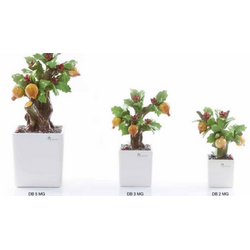 Pianta melograno quadra-glialberelli-emmanueleregali-bombonieraperfetta