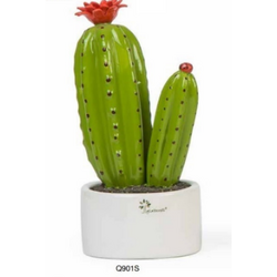 Q901S Pianta grassa media-glialberelli-bombonieraperfetta-emmanueleregali