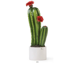 Q6S Pianta garofani grassa-glialberelli-bombonieraperfetta-emmanueleregali