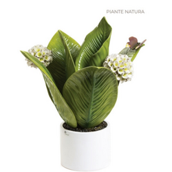 0908R Pianta natura-Glialberelli-emmanueleregali