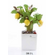 DB2L Pianta limone piccola-glialberelli-bombonieraperfetta-emmanueleregali