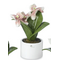 0905H pianta natura orchidea-glialberelli-emmanueleregali
