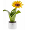 0906G Pianta girasole-glialberelli-emmaueleregali