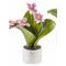 0906H Pianta natura media orchidea-glialberelli-emmanueleregali