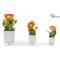 Pianta quadra gerbera-glialberelli-bombonieraperfetta-emmanueleregali