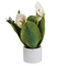 0908C Albero pianta natura media calla-glialberelli-emmanueleregali