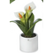 0905C Pianta natura calla-glialberelli-emmanueleregali