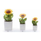 Pianta quadra girasole-glialberelli-bombonieraperfetta-emmanueleregali
