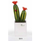 Q3S Piantina amica fiore rosso media-glialberelli-bombonieraperfetta-emmanueleregali