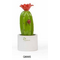 Q899S pianta mignon fiore rosso-glialberelli-bombonieraperfetta-emmanueleregali