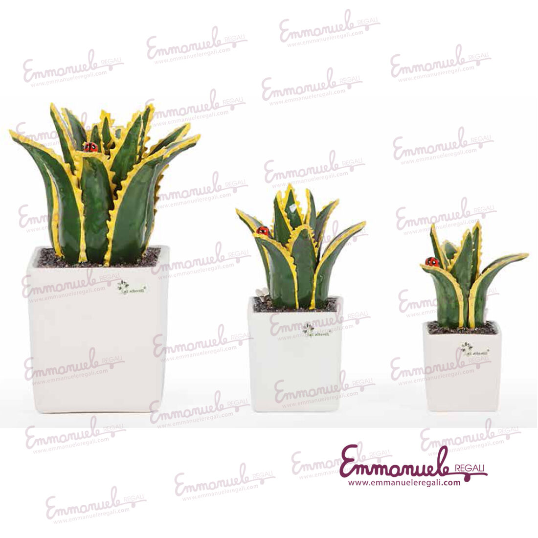 Pianta grassa Agave in capodimonte_Gli Alberelli_emmanueleregali_bombonieraperfetta